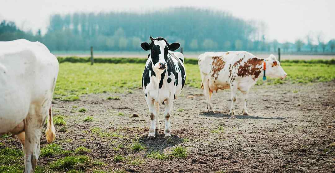 Grass-Fed Milk