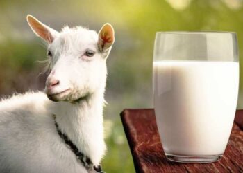 Loại sữa này rất tốt cho não bộ, đặc biệt là ở trẻ nhỏ