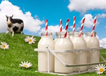 Lợi ích của sữa bò mang lại cho sức khỏe đời sống con người