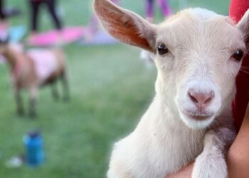 Trẻ sơ sinh uống sữa dê có tốt không? Lợi ích từ sữa dê