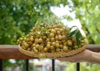 Mắc mật thường được trồng chủ yếu ở các vùng núi cao phía Bắc Việt Nam