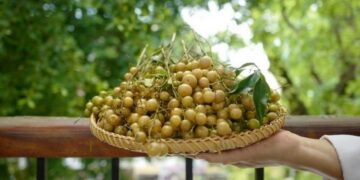 Mắc mật thường được trồng chủ yếu ở các vùng núi cao phía Bắc Việt Nam